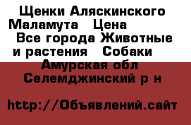 Щенки Аляскинского Маламута › Цена ­ 10 000 - Все города Животные и растения » Собаки   . Амурская обл.,Селемджинский р-н